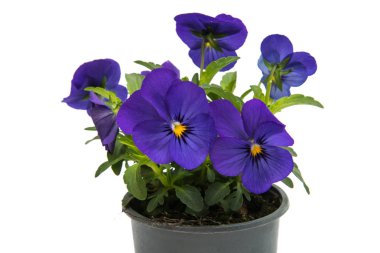 Hercai Menekşe çiçek izole 