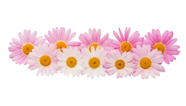 고립 된 핑크 데이지의 꽃 — 스톡 사진