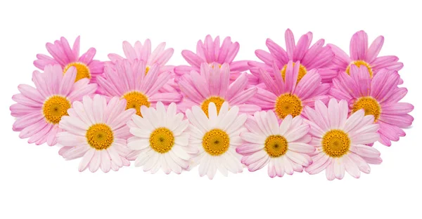 고립 된 핑크 데이지의 꽃 — 스톡 사진