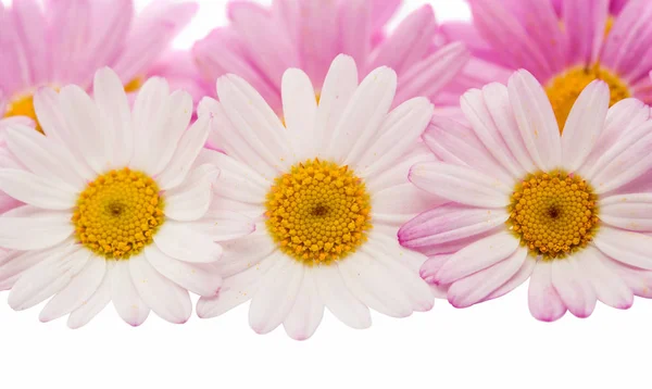Flowers of a pink daisy isolated — Stock Photo, Image