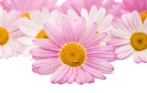 Blommor i en rosa tusensköna isolerade — Stockfoto