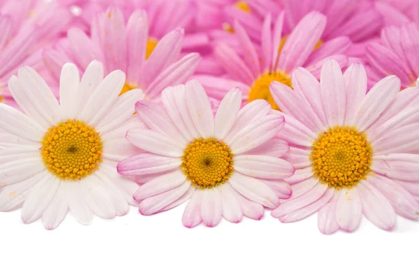 Flowers of a pink daisy isolated — Stock Photo, Image