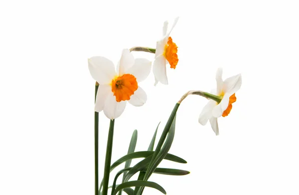 Daffodil flower isolated — Stock Photo, Image