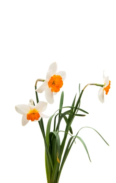 Narcissen bloem geïsoleerd — Stockfoto