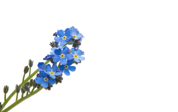 Izolované květ Pomněnka — Stock fotografie
