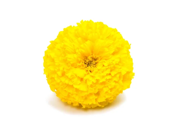 Квіти календули — стокове фото