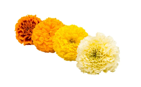 マリーゴールドの花の分離 — ストック写真