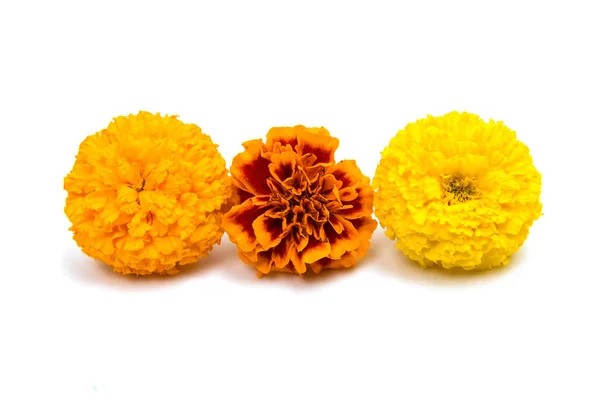 Fiori di calendula isolati — Foto Stock