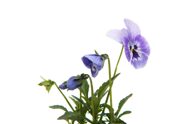 Viooltjes bloemen geïsoleerd — Stockfoto