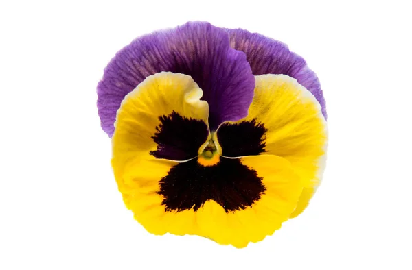 Pansies flowers isolated — Stock Photo, Image