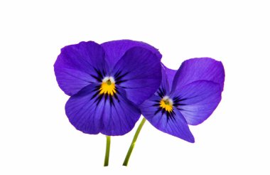 Hercai Menekşe çiçek izole 