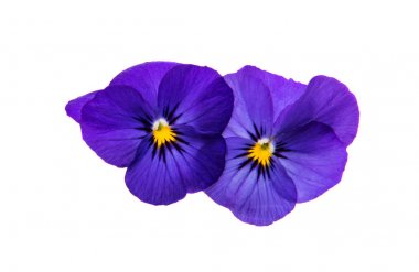 Hercai Menekşe çiçek izole 