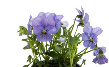 Hercai Menekşe çiçek izole 