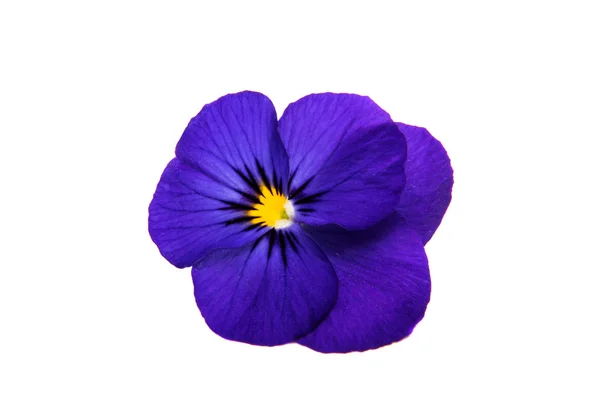 Penséer blommor isolerade — Stockfoto