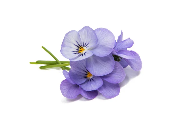 Pansies flowers isolated — Stock Photo, Image