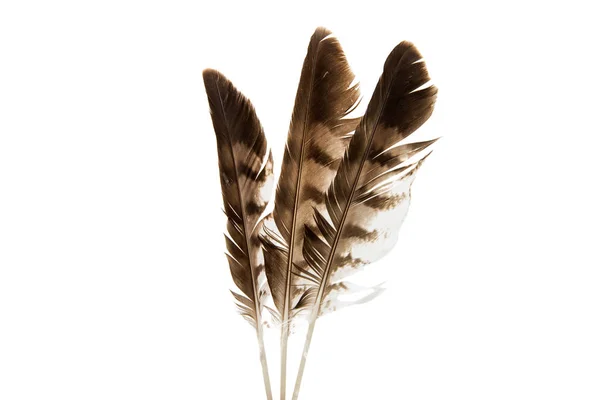 Bird feather isolated — Stock Photo, Image