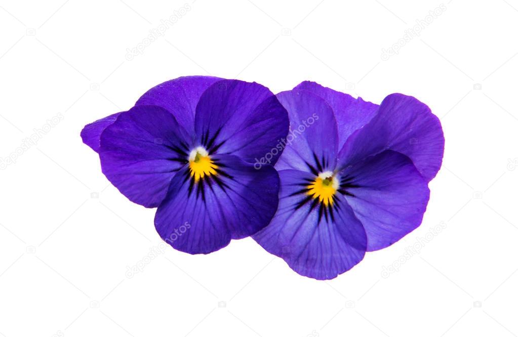 Pansies flowers isolated 