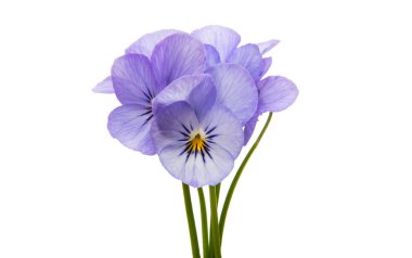 Hercai Menekşe çiçek izole