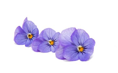 Hercai Menekşe çiçek izole