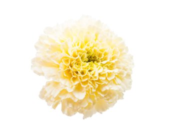 izole renkli kadife çiçeği 