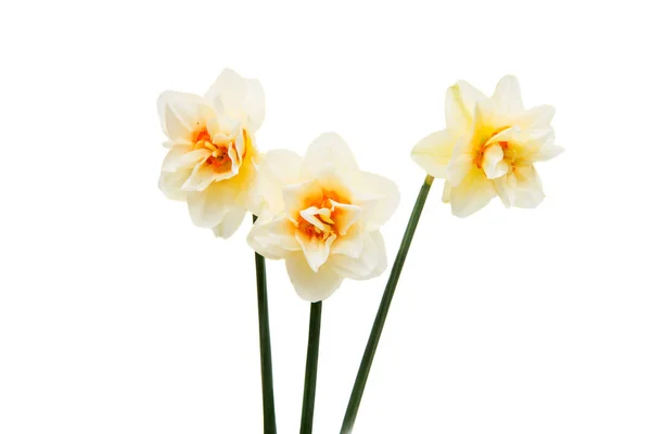 Daffodil flower isolated — Stock Photo, Image