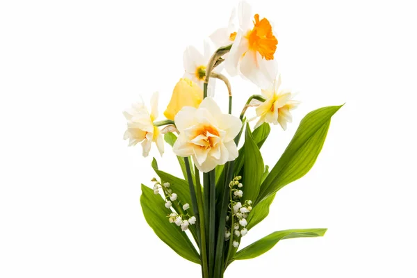 Narcyz kwiat na białym tle — Zdjęcie stockowe