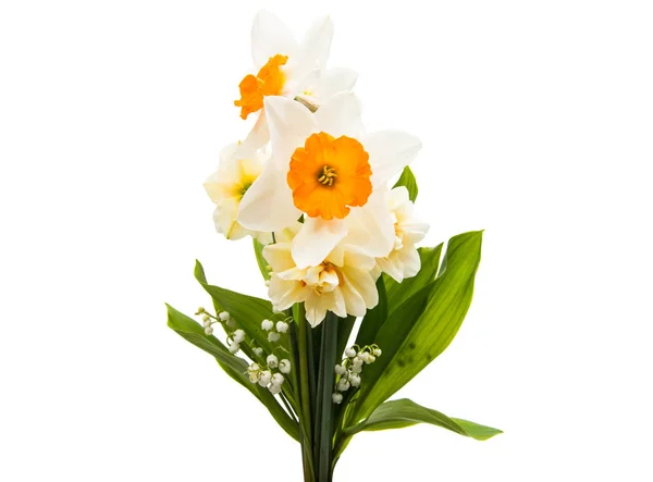 Narcyz kwiat na białym tle — Zdjęcie stockowe