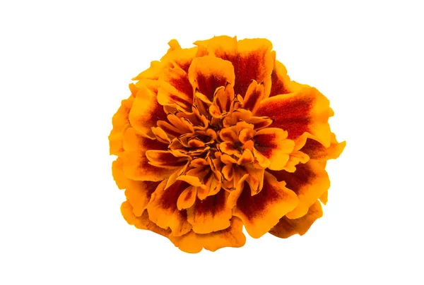 Барвисті Marigold, ізольовані — стокове фото