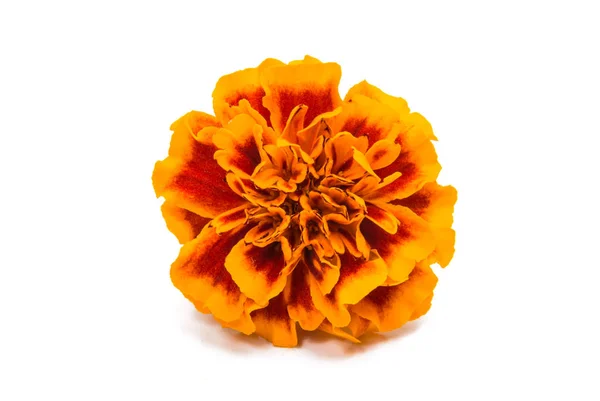 Colorful Marigold isolated — Stock Photo, Image