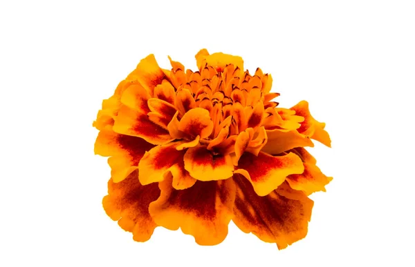 Coloré Marigold isolé — Photo