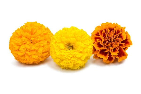 Calendula colorata isolata — Foto Stock