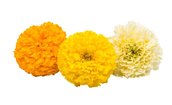 Colorful Marigold isolated — Stock Photo, Image