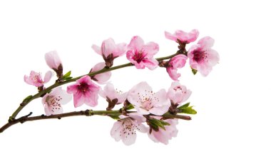 İzole Sakura çiçekler