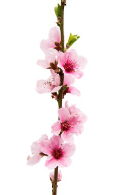 İzole Sakura çiçekler