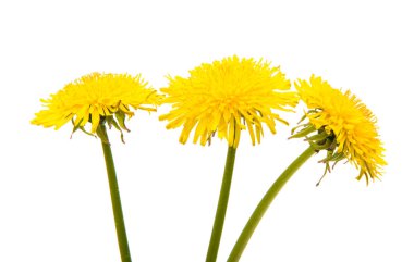 Karahindiba sarı çiçek 