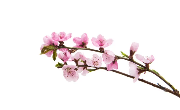 Sakura blommor isolerade — Stockfoto