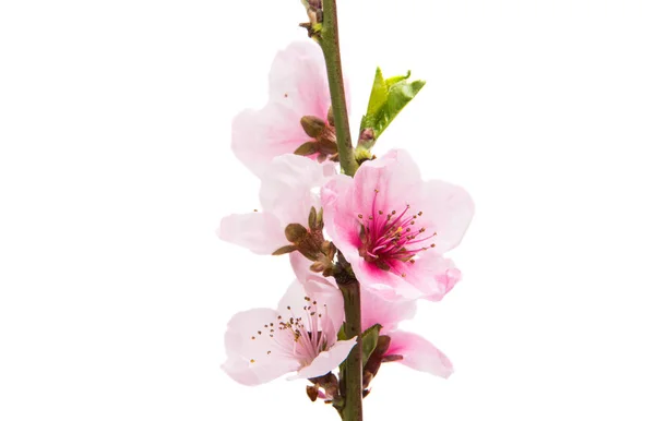 Sakura flowers isolated — Stock Photo, Image