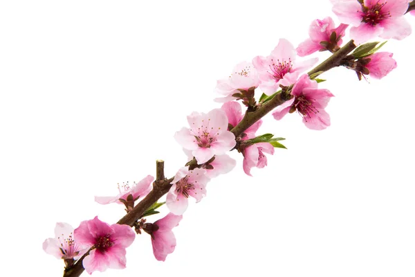 Sakura blomster isoleret - Stock-foto