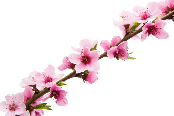 Sakura flowers isolated — Stock Photo, Image