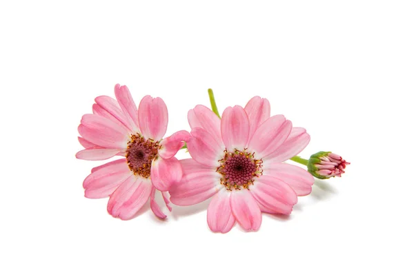 Daisy cineraria isolated — Stock Photo, Image