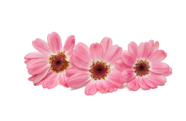 Daisy cineraria isolated — Stock Photo, Image