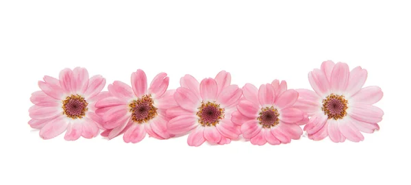 Daisy cineraria isolated — Stock Photo, Image