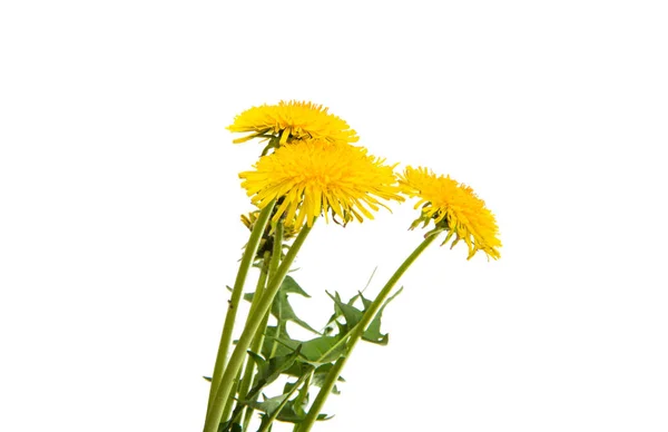 タンポポの黄色い花 — ストック写真