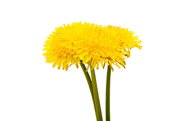 Dandelion yellow flower — Stock Photo, Image