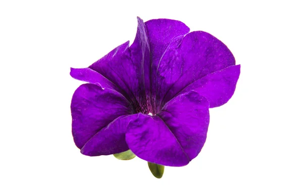 Lila petunia blomma — Stockfoto