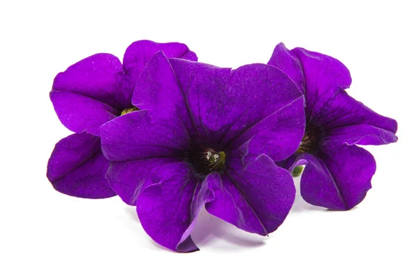 Lila petunia blomma — Stockfoto