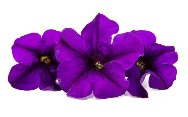 Leylak Petunya çiçek — Stok fotoğraf