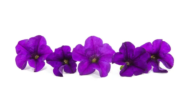 Lila petunia blomma — Stockfoto