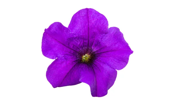 Lila petunia blomma — Stockfoto