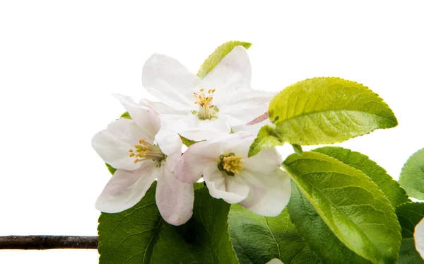 Květiny z jabloně Stock Snímky